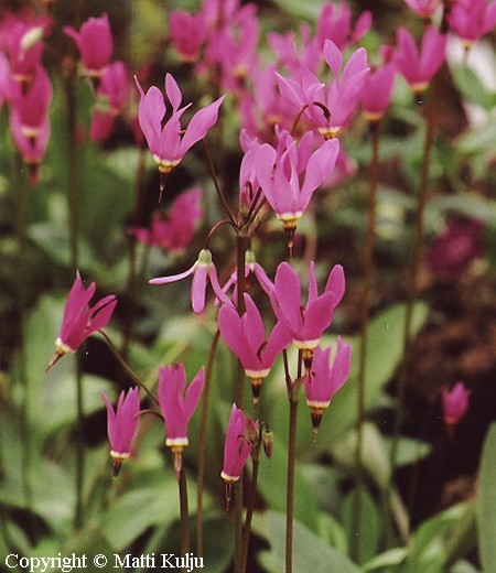 Dodecatheon jeffreyi, isojumaltenkukka